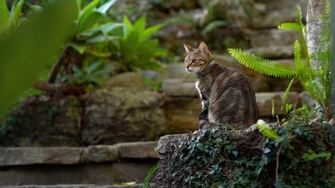 A cat is seating on a stone staircase with plants around. Stock Footage 129729676