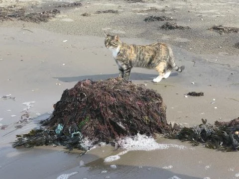 Cat on seaweed beach Stock Photos