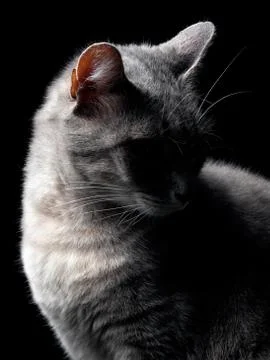 Cat secrecy Stock Photos