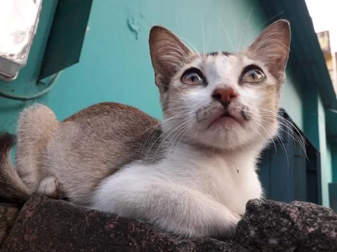 Cat see something Stock Photos