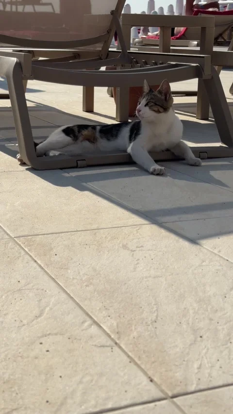 A cat seeks shade under a sunbed to escape the heat, resting comfortably in t Stock-Footage 301862753