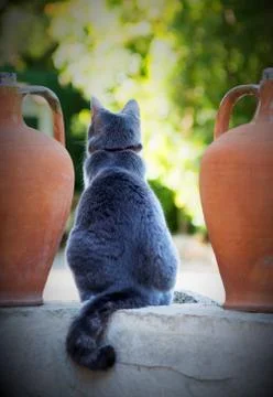 Cat seen from behind in the middle of two clay demijohns. Stock Photos