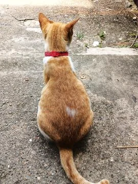 A cat seen from behind. Stock Photos