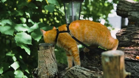 A cat is seen exploring a garden area while wearing a harness. The animal Stock Footage 345877165