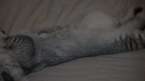 A cat is seen resting on a bed, displaying different positions in each frame. Видео 337101286