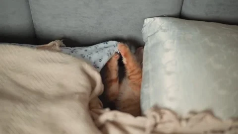 A cat is seen resting under a blanket on a sofa, occasionally moving and playing Stock Footage 339025522