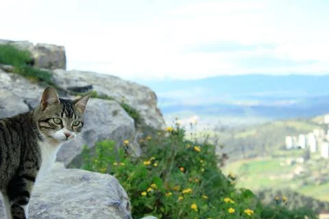 Cat seen from a rock Stock Photos