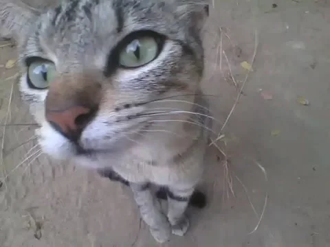 Cat sees the camera for the first time, the reaction is curiosity Stock Footage 161756892