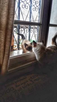 Cat sees her son again ! Stock Photos