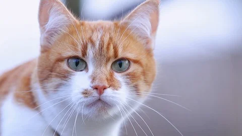 Cat that sees a threat is preparing for a jump, a cat's emotions  動画素材 120613517