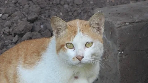 Cat see.video 4k Stock Footage 82512441