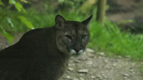 Cat selects 1 Stock Footage 197122566