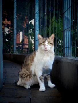 A cat with serious face 写真素材