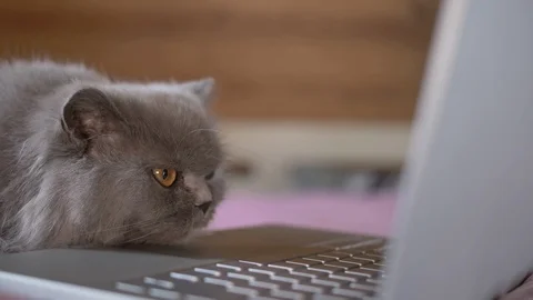 Cat with a serious look is studying something on a laptop Stock Footage 116036793