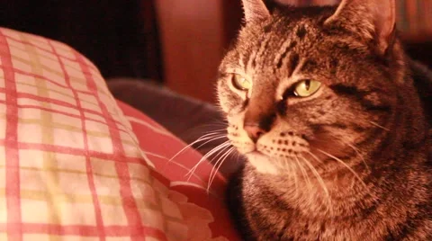 Cat settles in Stock Footage 45706681