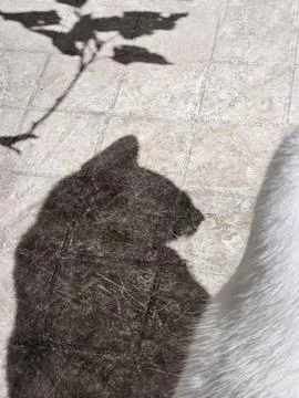 Cat shadow on a light surface Foto stock