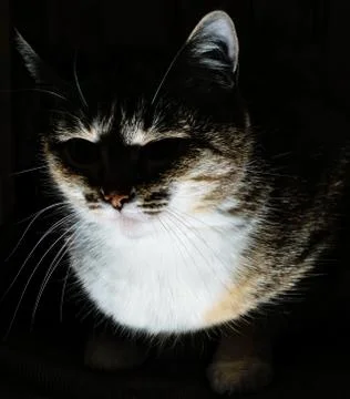 Cat in the shadow Stock Photos