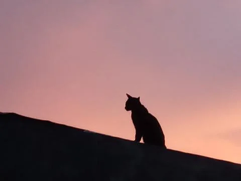 Cat shadow Stock Photos