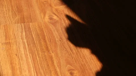 Cat Shadow Silhouette Stock Footage 35554749