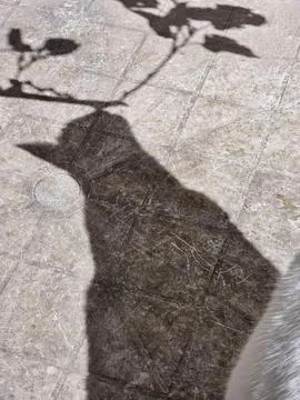 Cat Shadow on Stone Surface Stock Photos