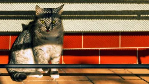 Cat, shadow, wall Foto stock