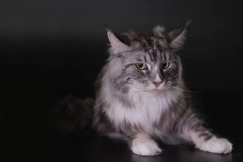 Cat in shadows on black background posing in studio Stock Photos