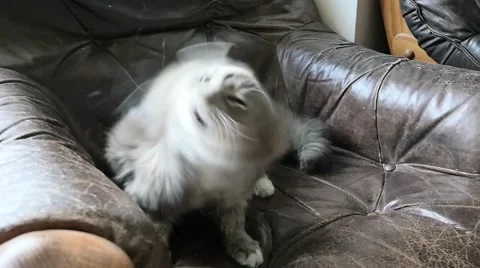 Cat Shaking His Head Slow Motion Video stock 51613713