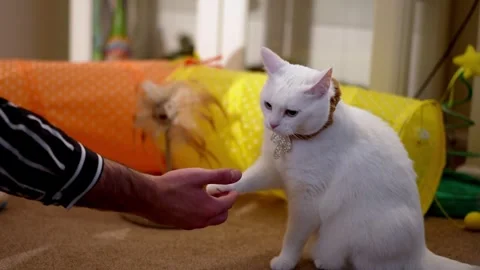 Cat Shaking Paw with a Human Hand Stock Footage 293236605