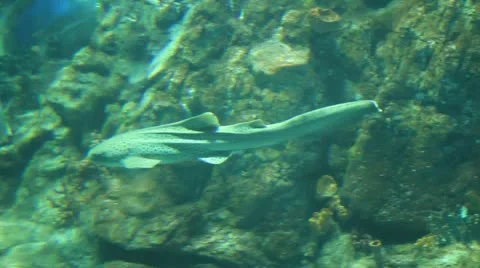 Cat shark (dogfidh) Stock Footage 12744863