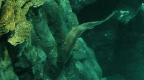 Cat shark Video stock 12715711