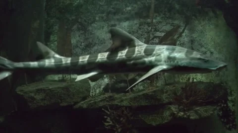 Cat shark Video stock 20501244