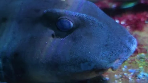A cat Shark relaxing Stock Footage 296841762