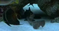Cat Shark Resting HD Footage