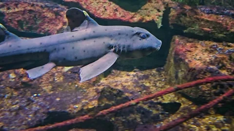 A cat Shark resting Video stock 267466753