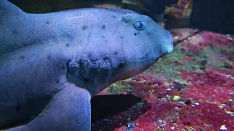 A cat Shark resting Stock Footage 267466850