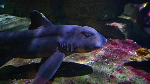 A cat Shark is resting  Stock Footage 267580432