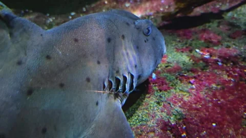  a cat shark resting  Stock Footage 272664843