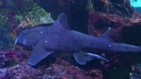 A cat Shark resting Stock-Footage 277462775