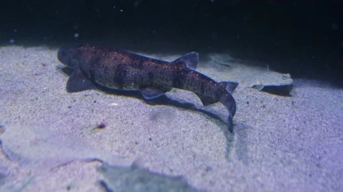 Cat sharks swimming Stock Footage 239579407