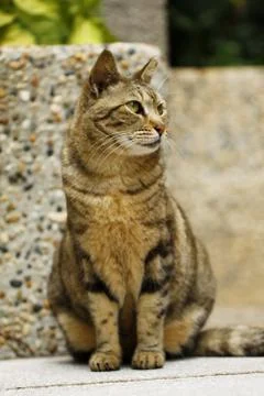A cat with sharp eyesight Stock Photos