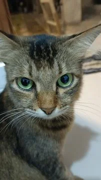 Cat with a sharp gaze Stock Photos