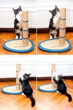 Cat sharpening claws 写真素材