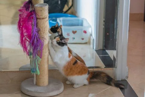 Cat sharpening her nails Stock Photos