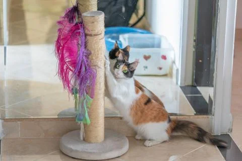Cat sharpening her nails Stock Photos