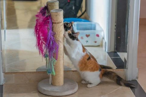 Cat sharpening her nails Stock Photos