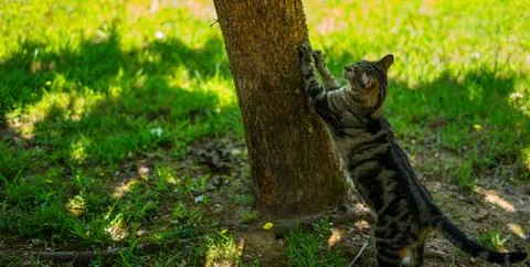 Cat sharpening its claws on a tree Stock Photos