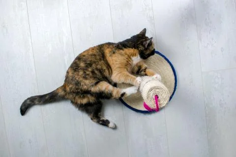 Cat sharpens the claws on the post with ball toy isolated on wood floor. Stock Photos