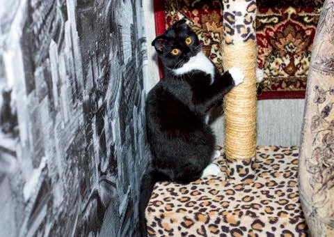 The cat sharpens claws on scratching post Stock Photos