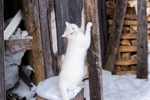 Cat sharpens claws in winter Stock Photos