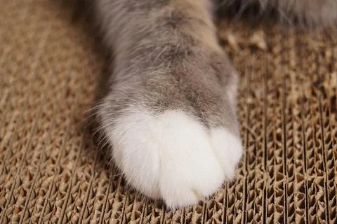 Cat sharpens its claws on a cardboard scratching post.Paw with claws close-up. Stock Photos
